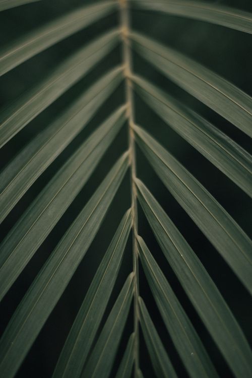 Free Detailed close-up of green palm leaf fronds with natural texture. Stock Photo