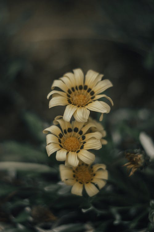 Gratis lagerfoto af blomst, flora, makro Lagerfoto