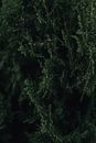 Lush hanging green tree branches with small leaves growing in silent forest in evening on black background