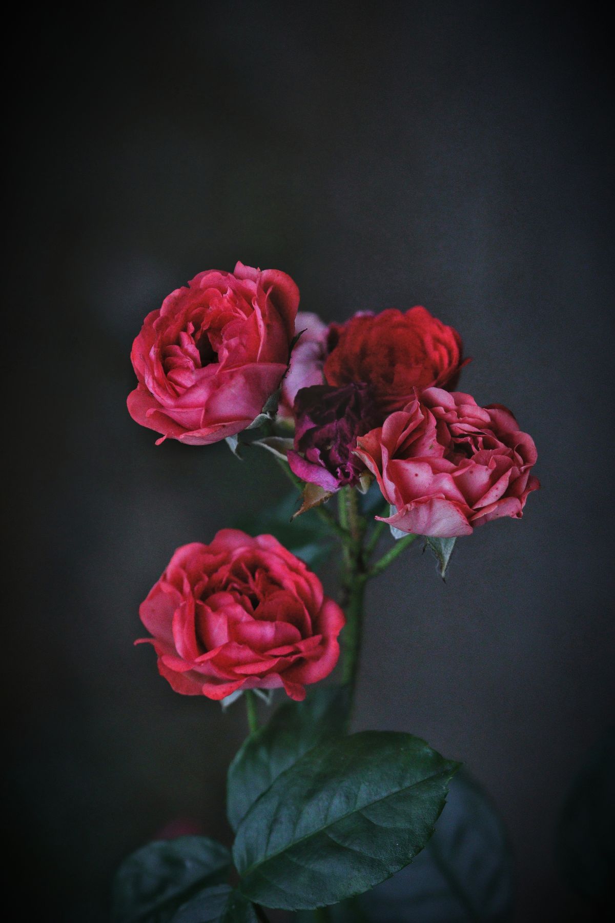 The Midnight Rose