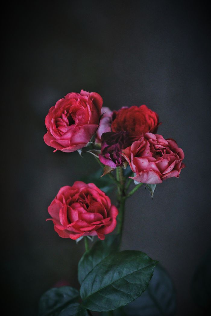Cluster of deep red roses with green leaves