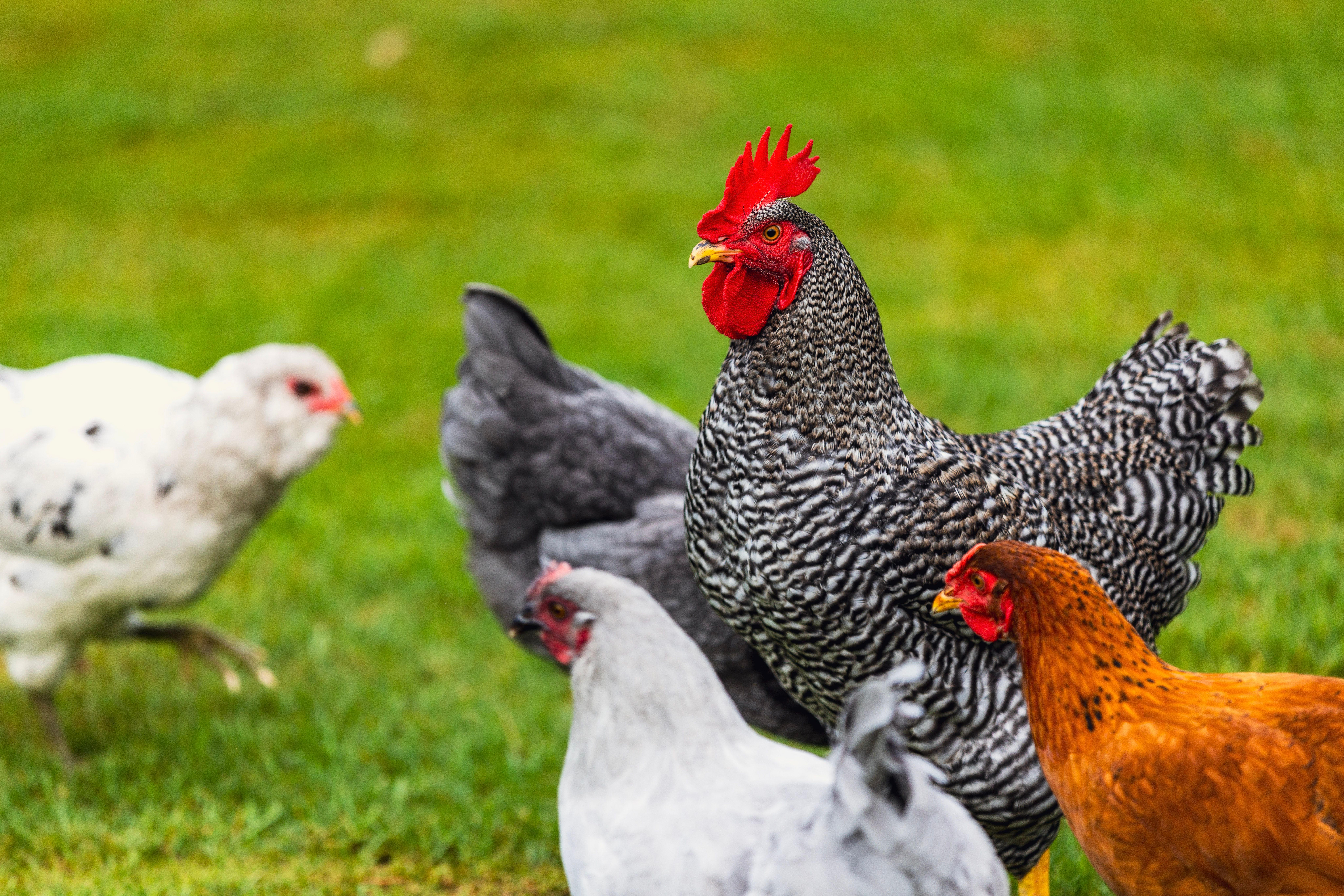 A variety of chickens roam freely on a green pasture, showcasing vibrant colors and natural behavior.
