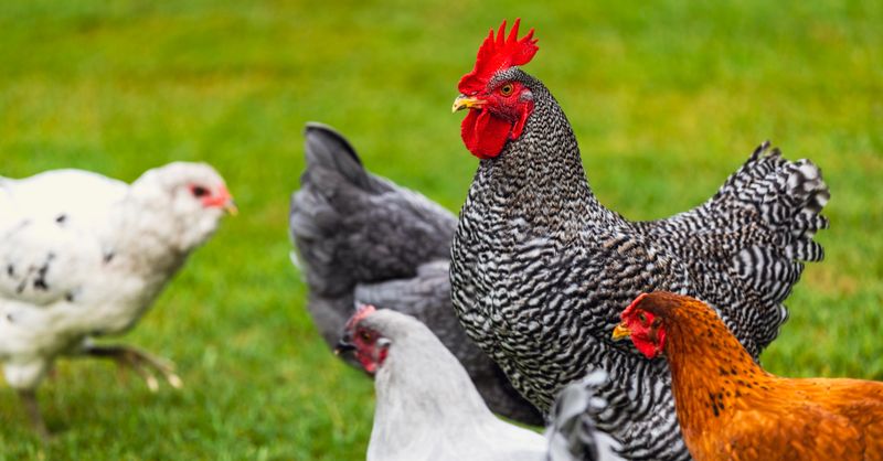 A-t-on le droit d’avoir des poules dans son jardin ?