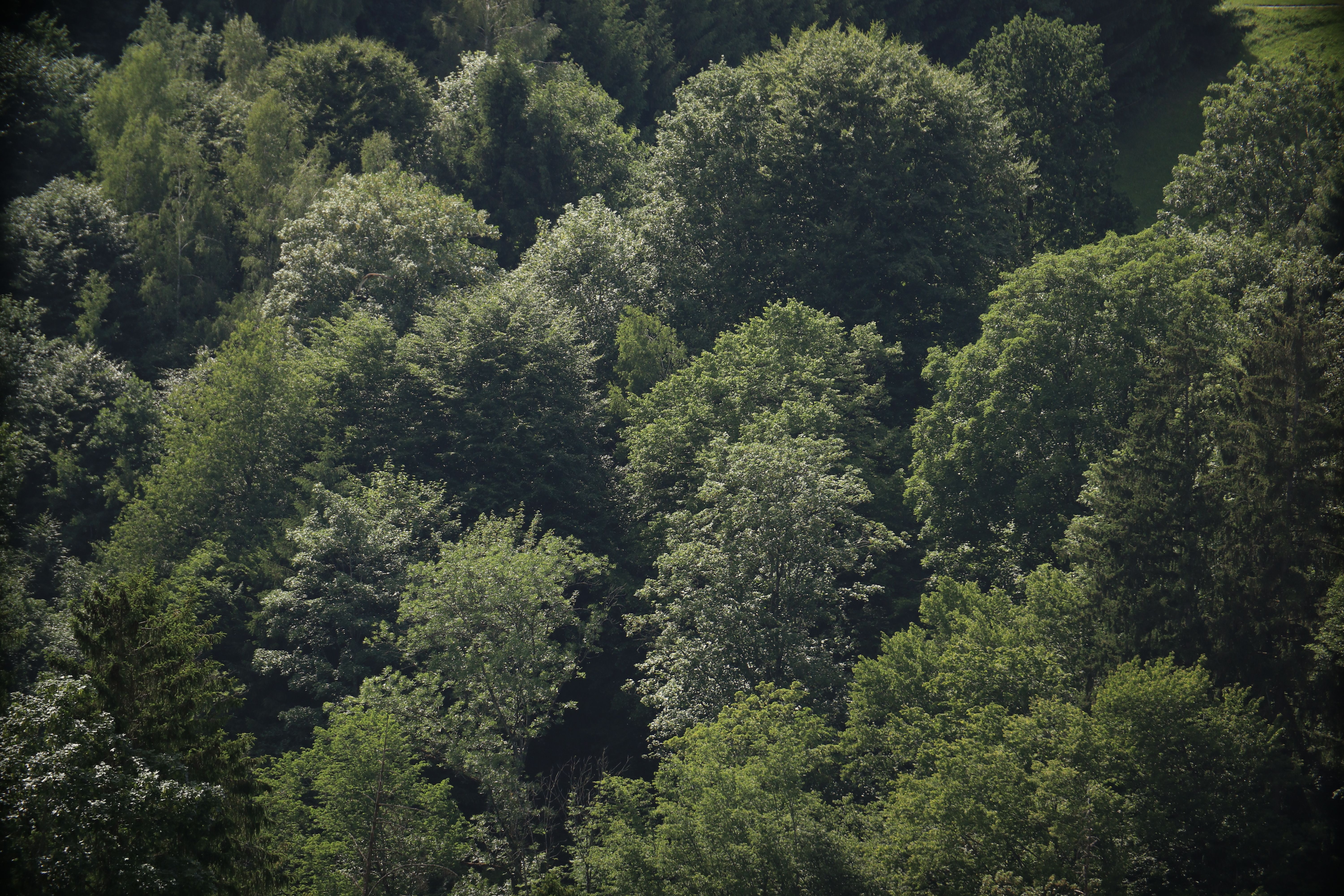 Forest ecosystem view