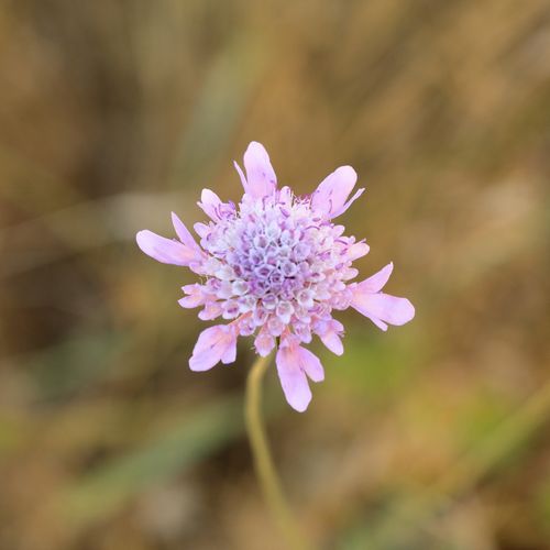 Free Detailed macro shot of a blooming purple wildflower against a soft blurred background. Stock Photo