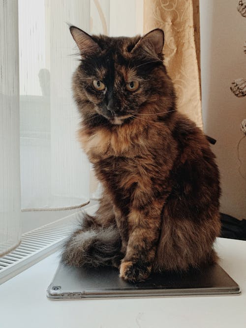 Free Cat Sitting On A Tablet Stock Photo