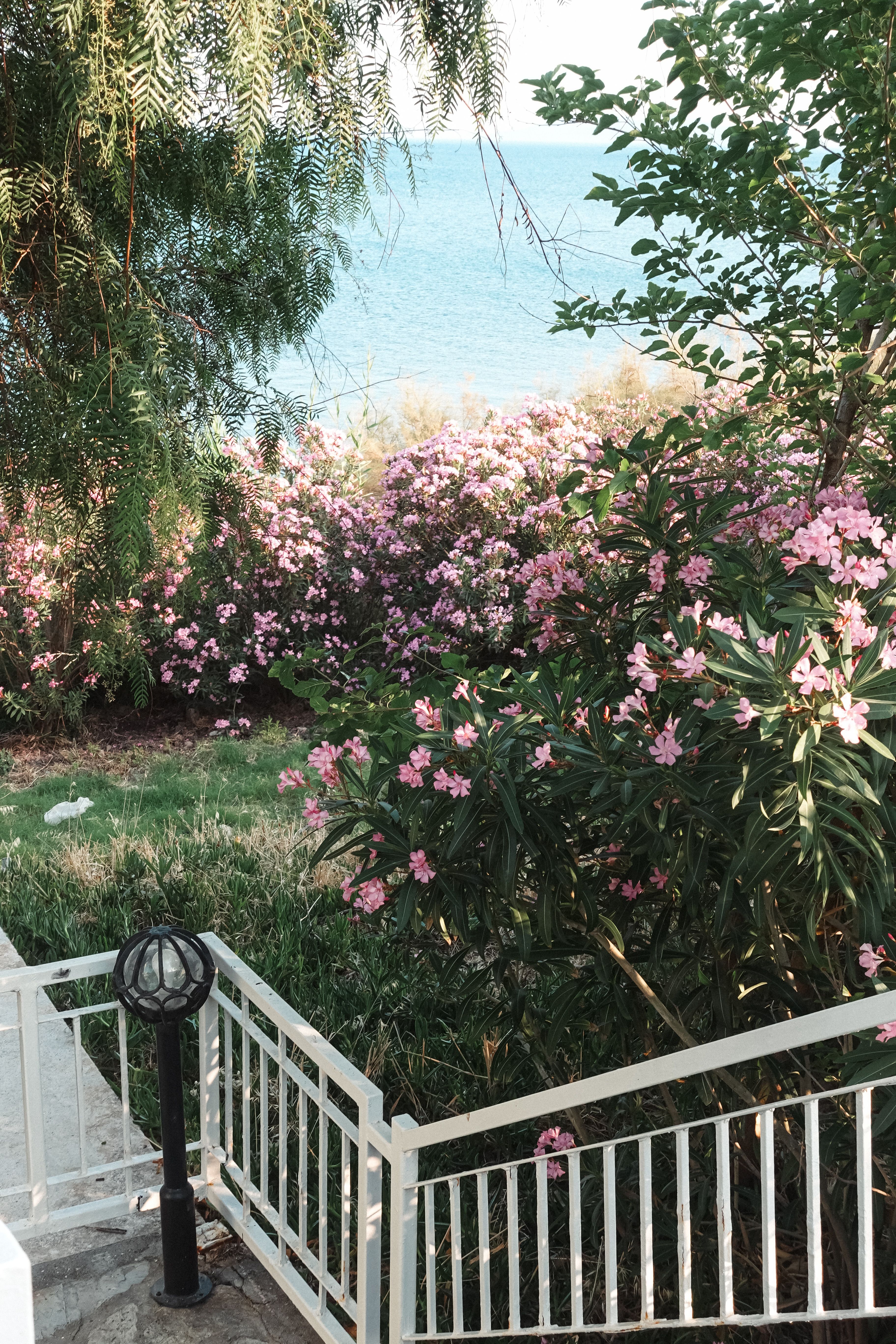 A peaceful garden view with pink oleander flowers and a ocean backdrop, ideal for relaxation themes.