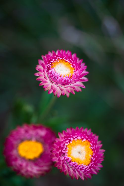 Free Close-up of vibrant pink strawflowers showcasing their intricate petal structure and vivid colors. Stock Photo