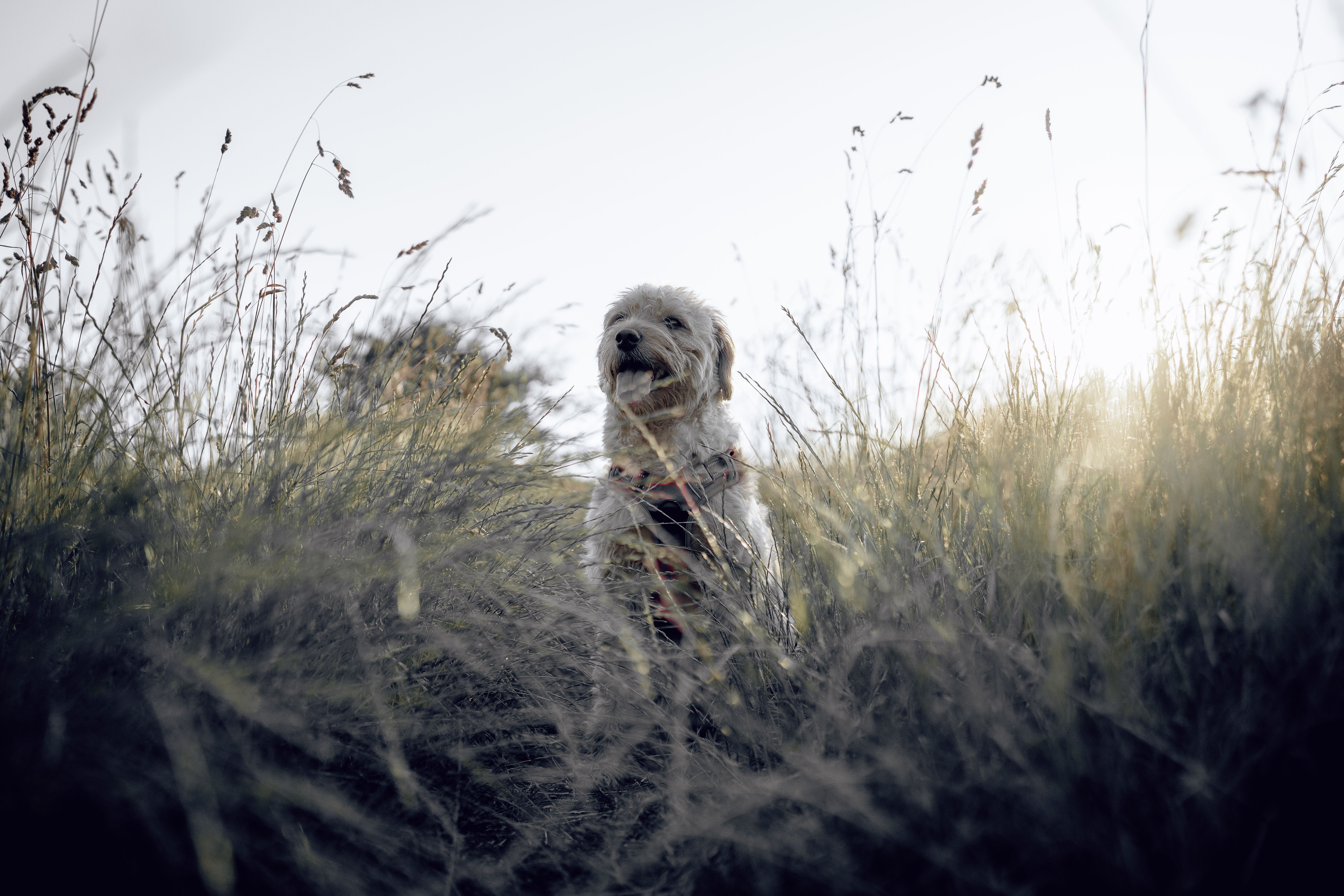 Top Tips for Traveling with Dogs in Your Campervan