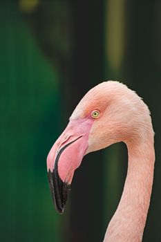 Vibrant close-up of a pink flamingo against a dark green background.