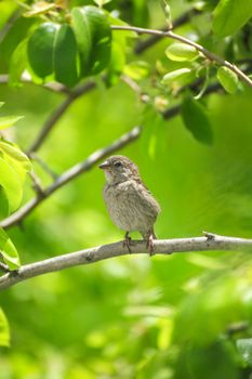 Close-up of a sparrow perched on a branch surrounded by vibrant green leaves.