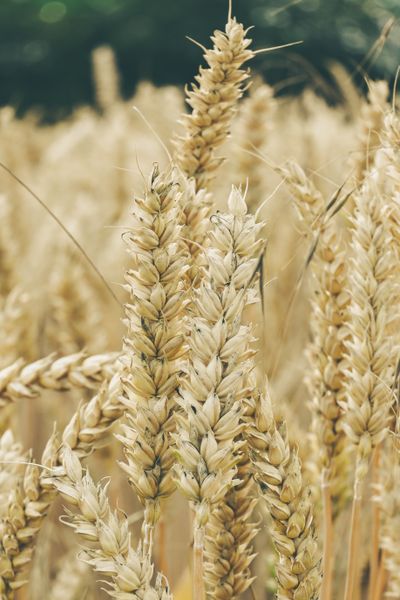 Golden wheat ears in a sunlit field — Alexas Fotos on Pexels