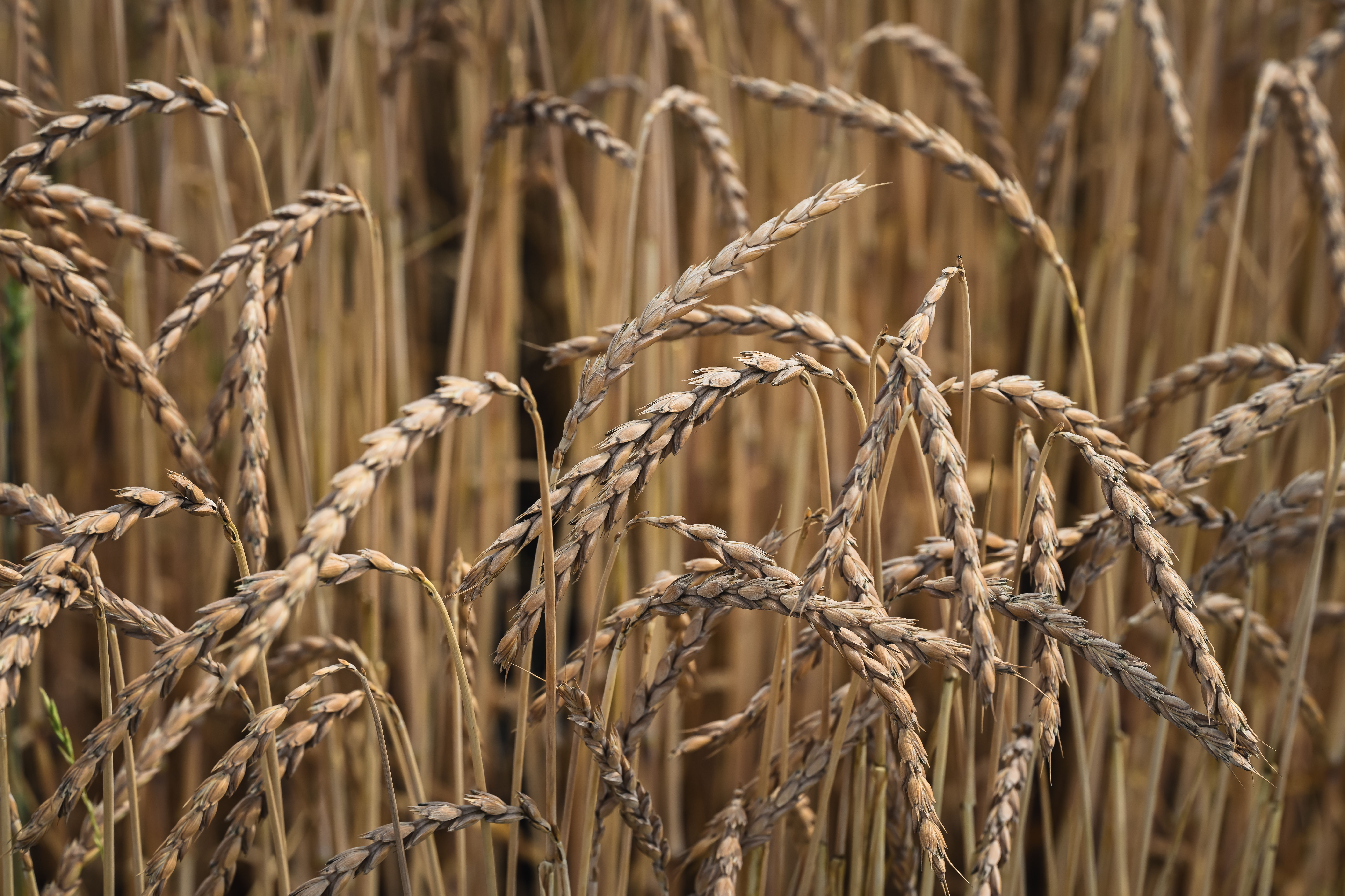 Detailed view of mature wheat stalks ready for harvest in a field, evoking a rustic feel.