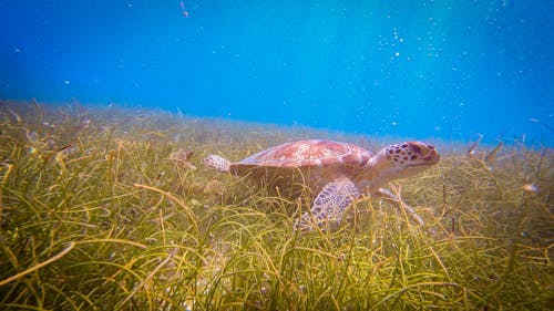 Immagine gratuita di azzurro, caraibi, fare snorkeling