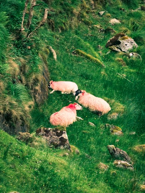 Free Tranquil Irish hillside with sheep grazing lush green grass, showcasing rural beauty. Stock Photo