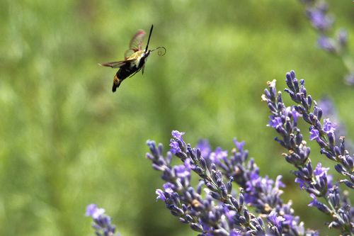 Free A hummingbird moth gracefully flies near blooming lavender flowers on a sunny day. Stock Photo