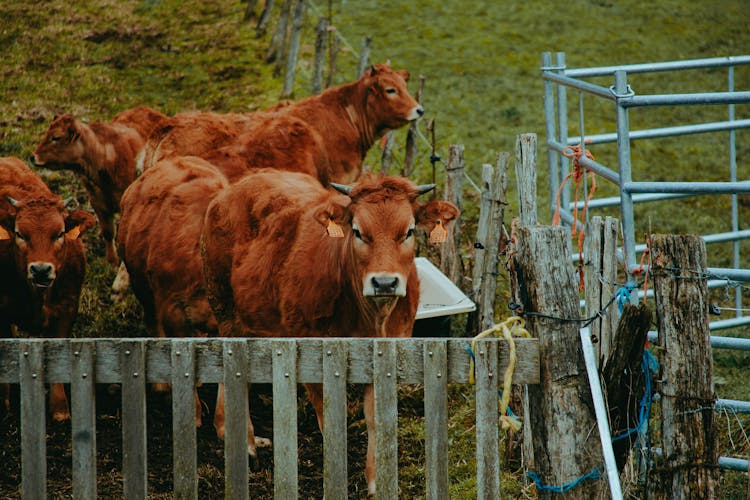 Cows Grazing In Paddock In Countryside