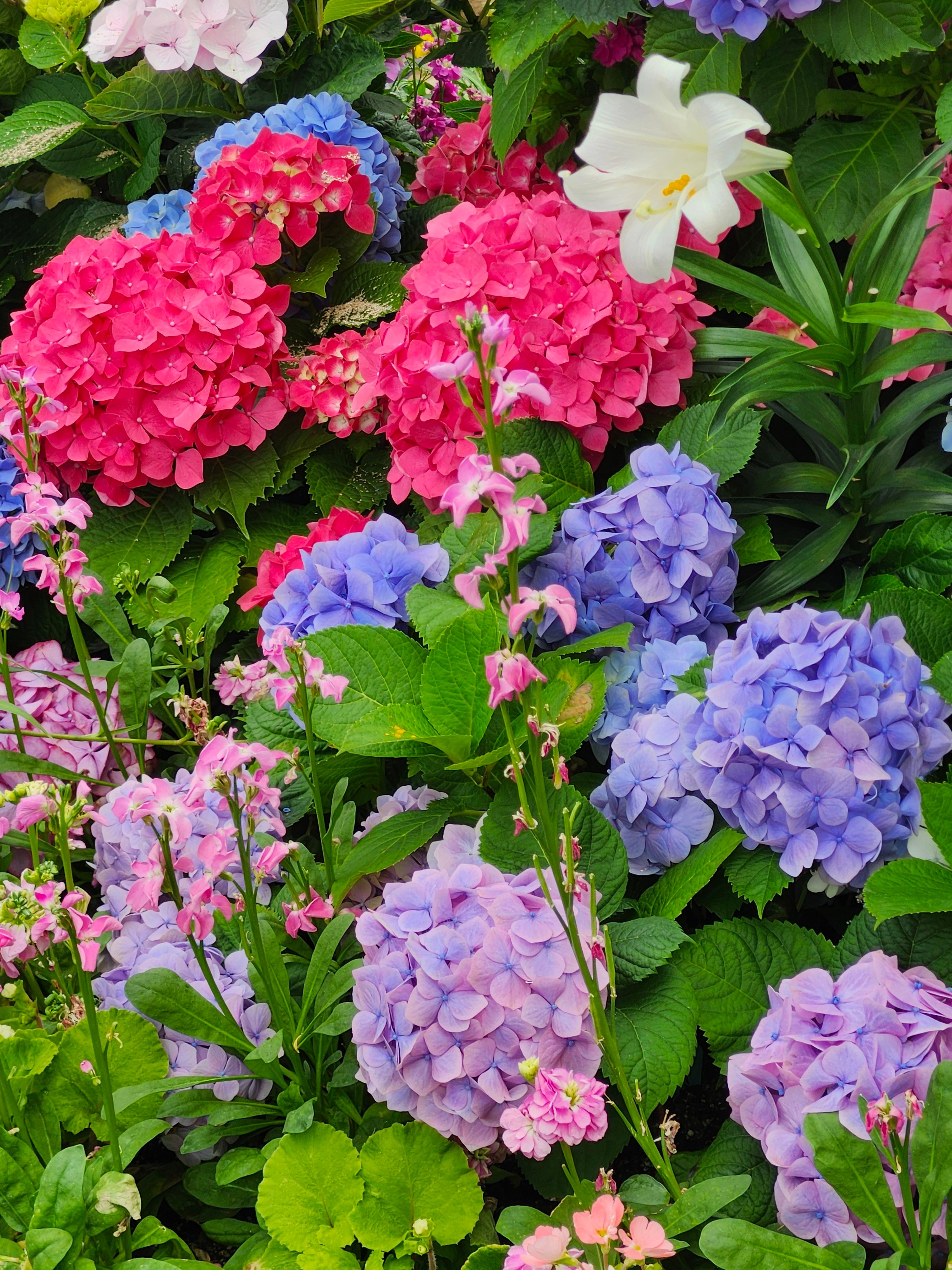 [ColoSach]-colorful-hydrangeas-and-lilies-in-a-lush-garden-setting-in-toronto.