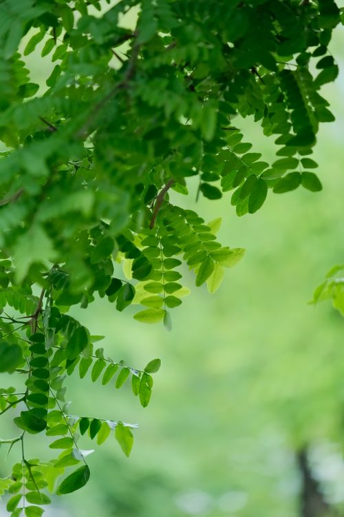 Free Lucious green leaves of a tree branch create a fresh and vibrant natural backdrop. Stock Photo