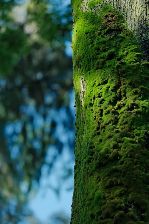 Free Close-up of lush green moss growing on a shaded tree trunk in a forest setting. Stock Photo