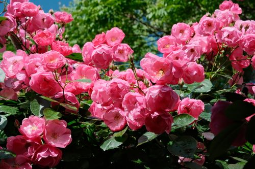 Free A beautiful cluster of vibrant pink roses in full bloom under sunlight, ideal for spring themes. Stock Photo