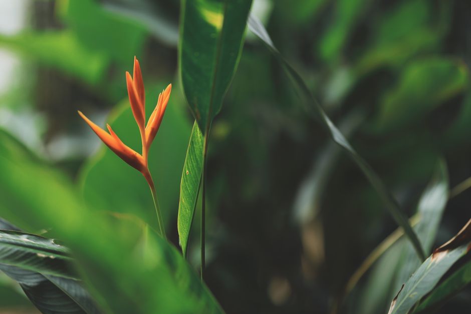 Transform Your Space with Stunning Tropical Garden Designs