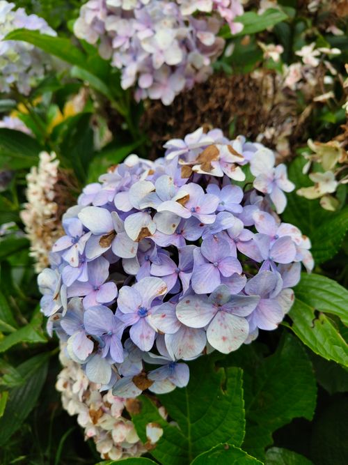 Free Vibrant purple and pink hydrangea blooms in garden setting. Stock Photo
