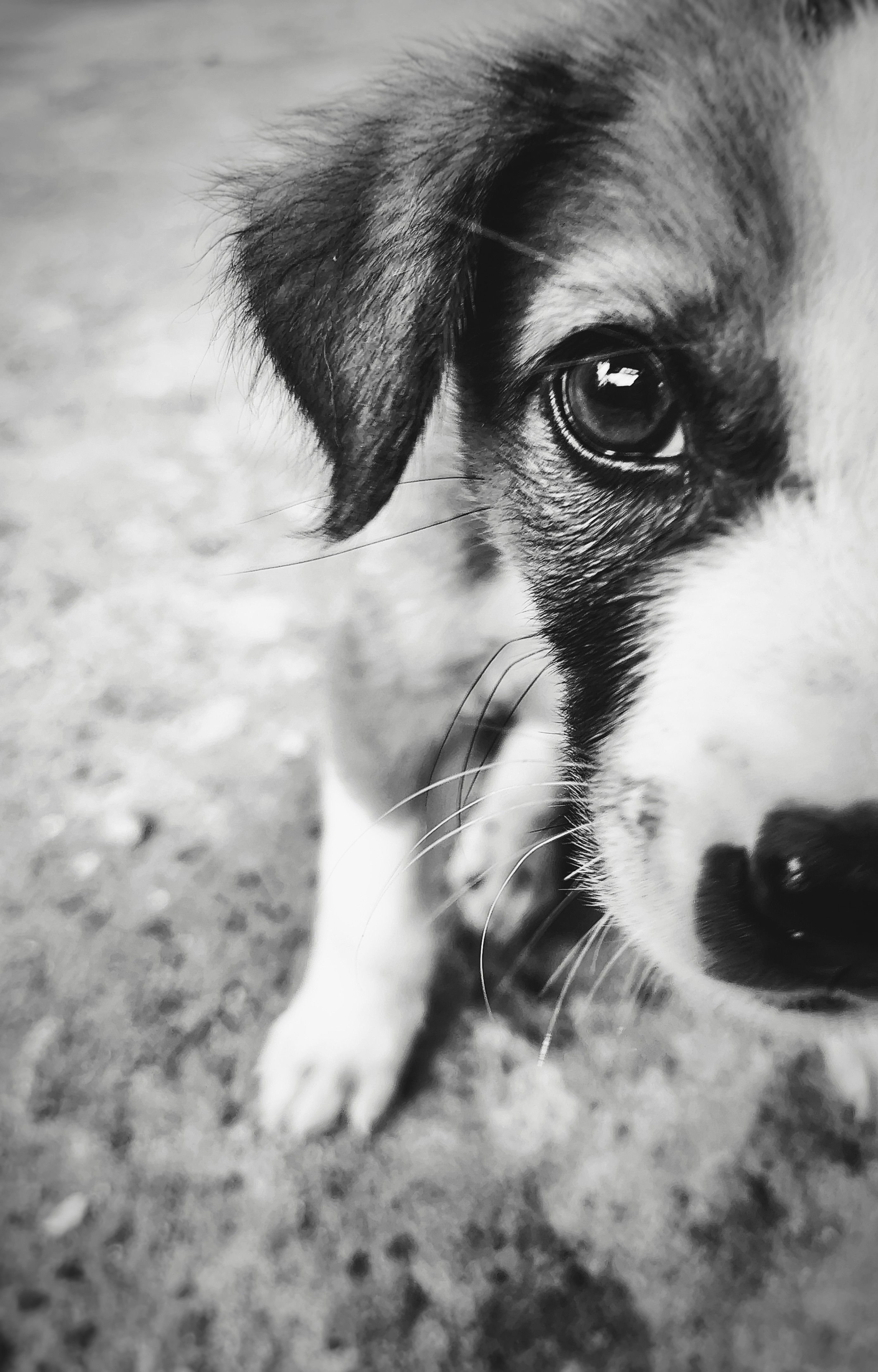 Fotomural Retrato en blanco y negro de un adorable cachorro en primer plano, con el foco puesto en un ojo.