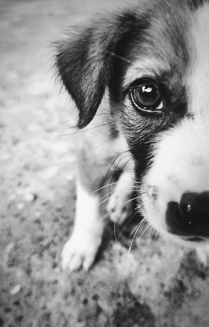 Fotomural Retrato en blanco y negro de un adorable cachorro en primer plano, con el foco puesto en un ojo.
