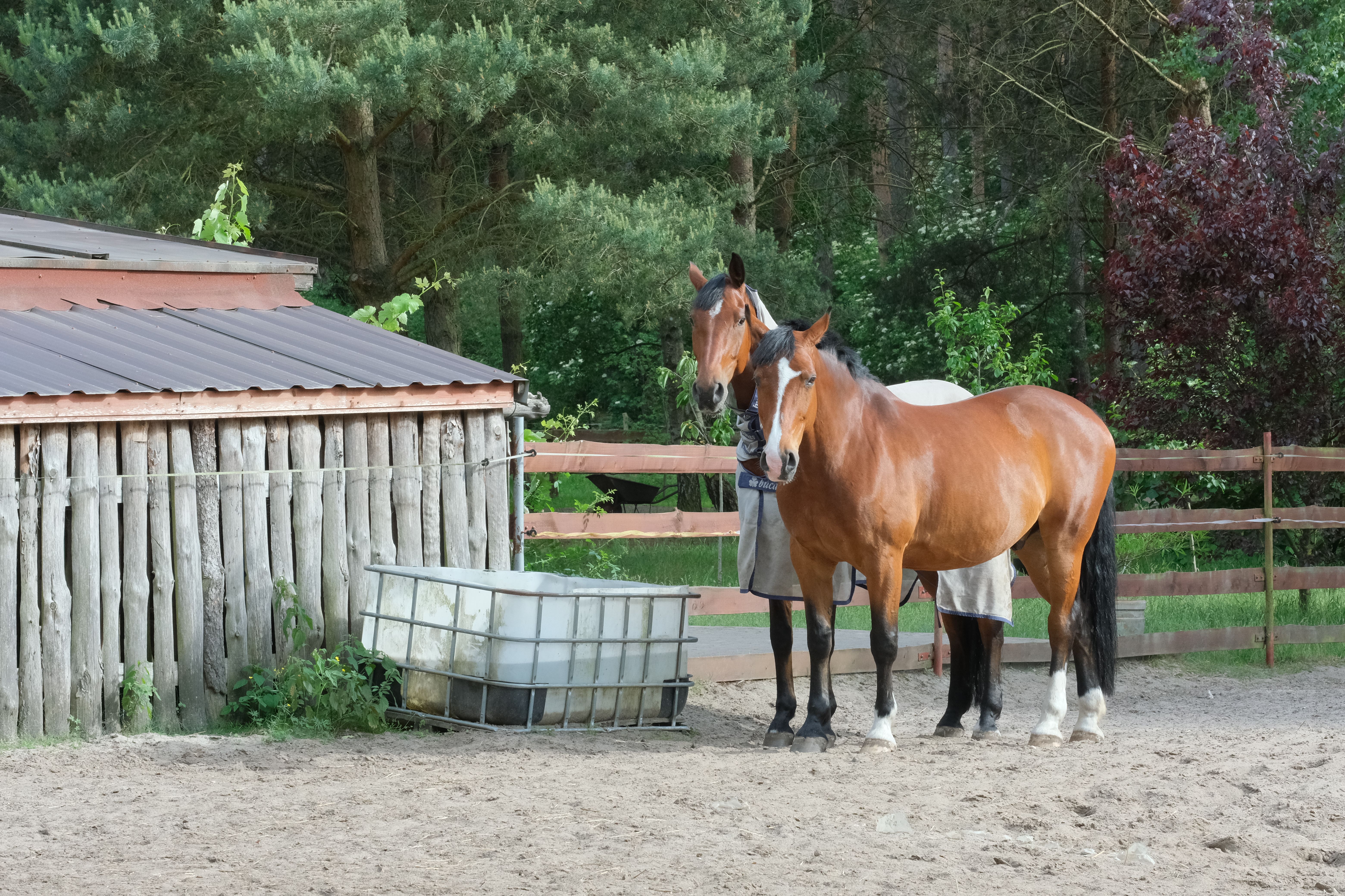 Le domaine — Pension pour chevaux à Mommenheim