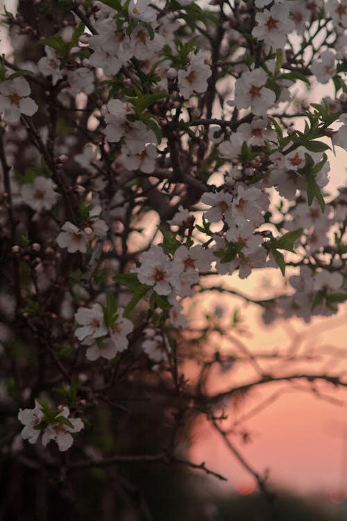 Free stock photo of almond, almond blossom, almond farm
