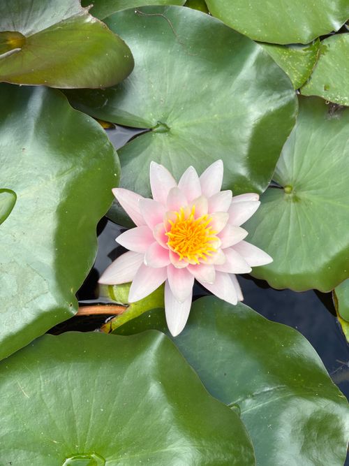 Free A vibrant pink water lily blooms amidst lush green leaves on a serene pond. Stock Photo