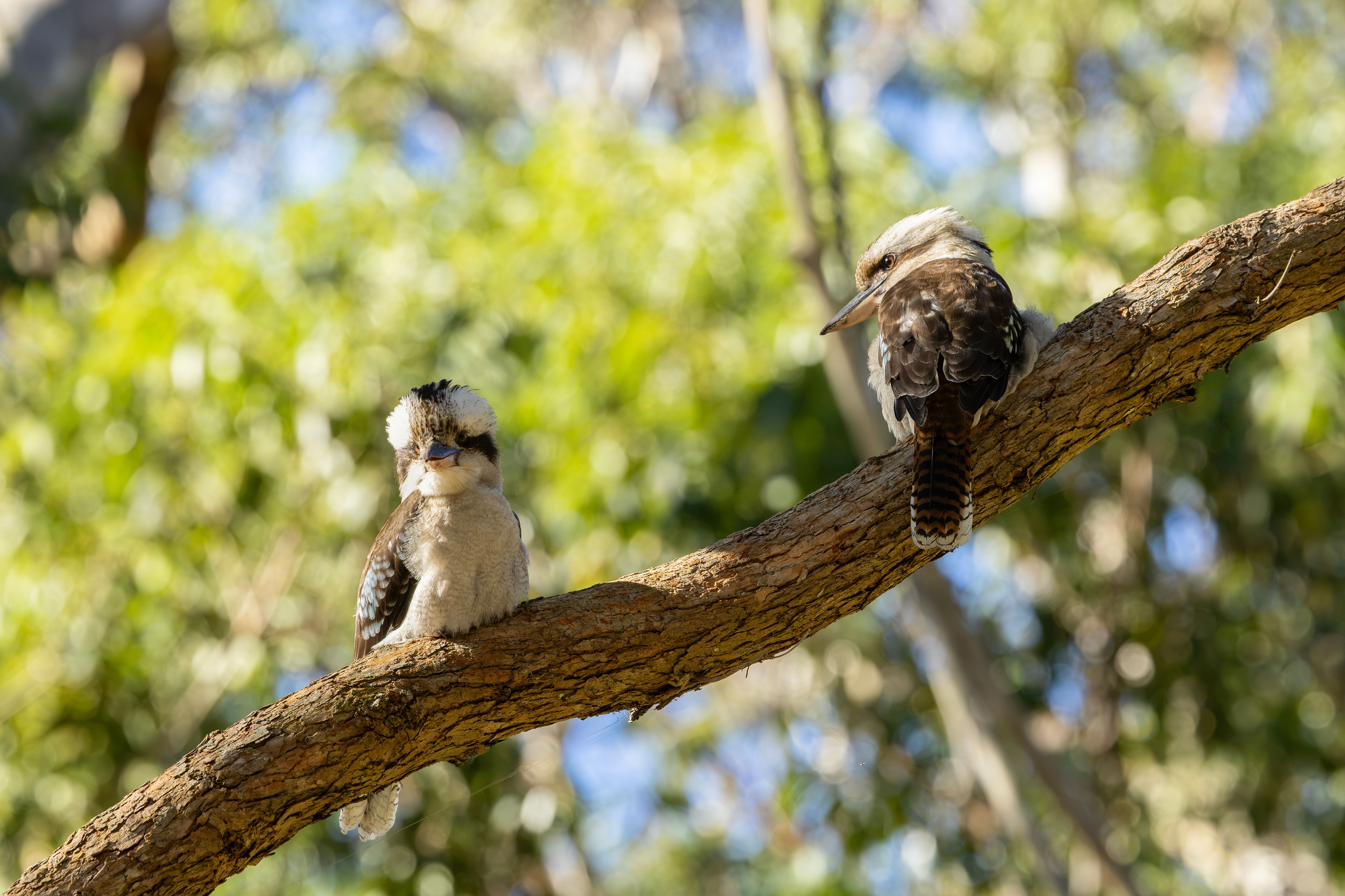 kookaburras born blind
