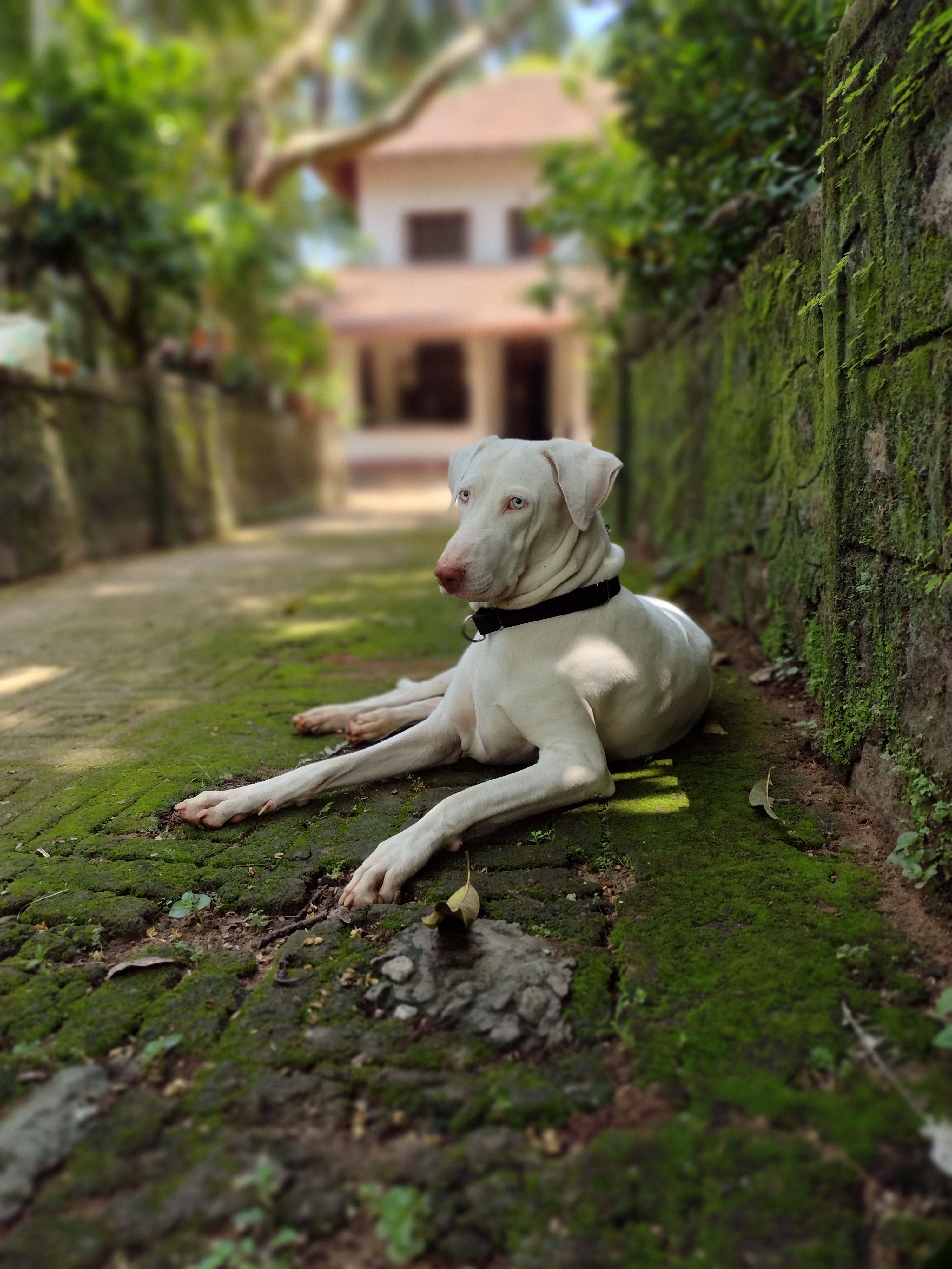 White Rajapalayam hound standing outdoors in soft light