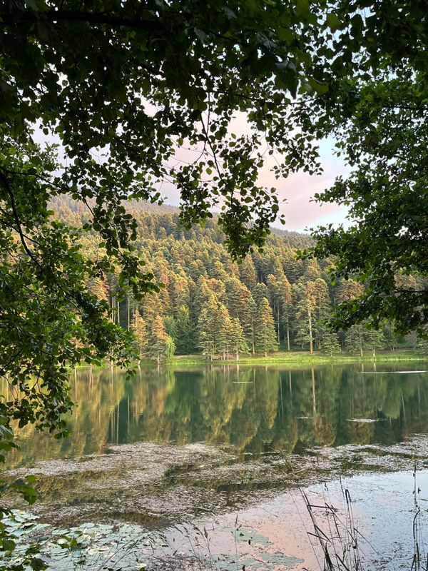 Overhanging branches above a lake — photo by Safiye Polat on Pexels
