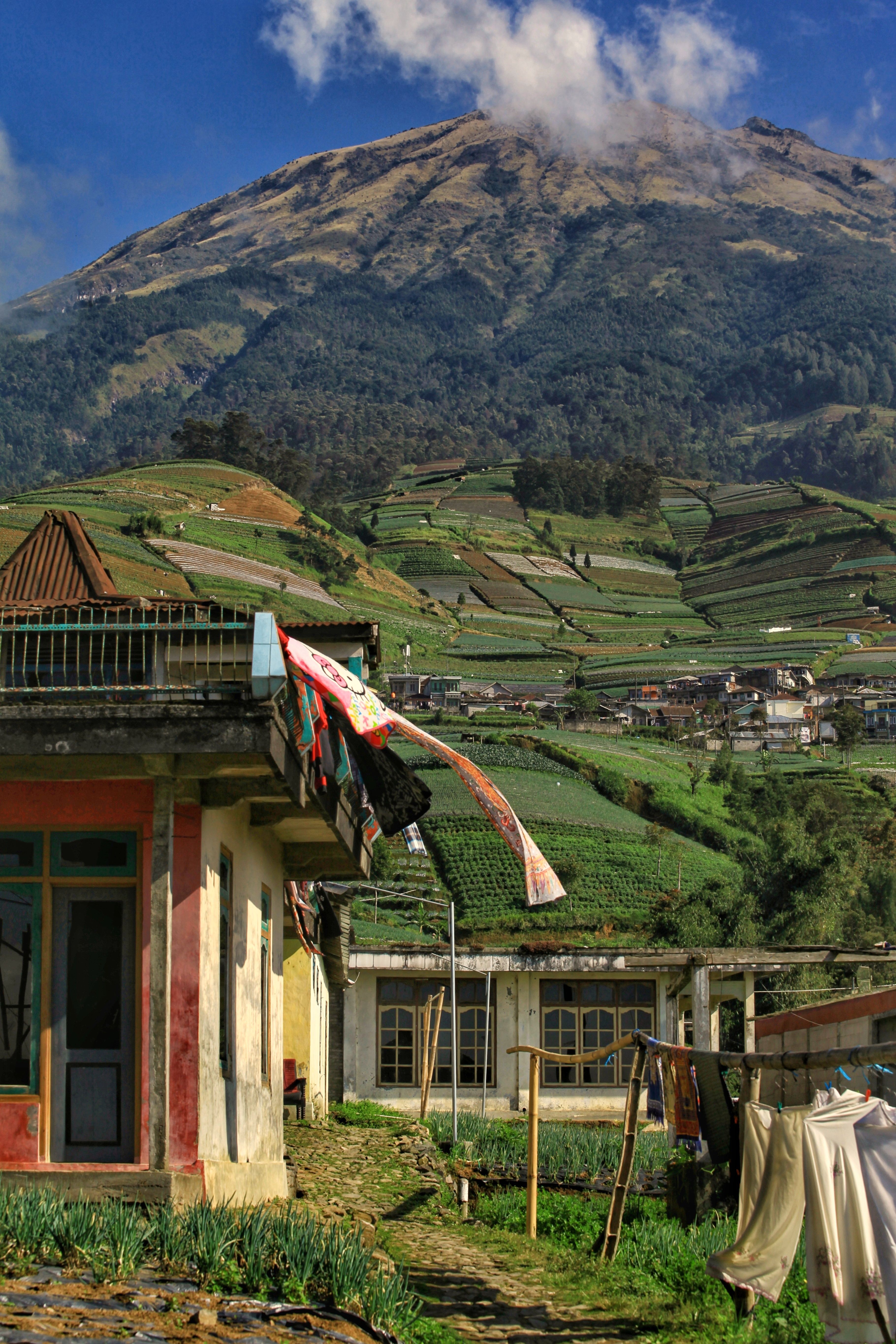A picturesque landscape of terraced fields and Mount Sumbing in Magelang, Central Java, Indonesia.