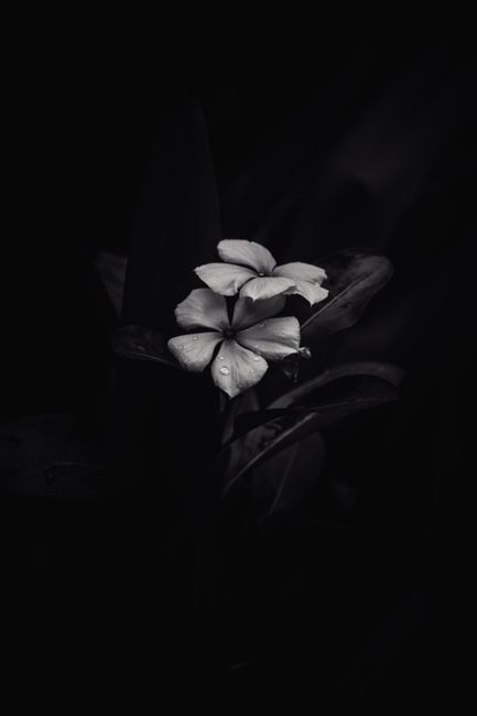 Elegant black and white flower with water droplets on petals in a dark background.