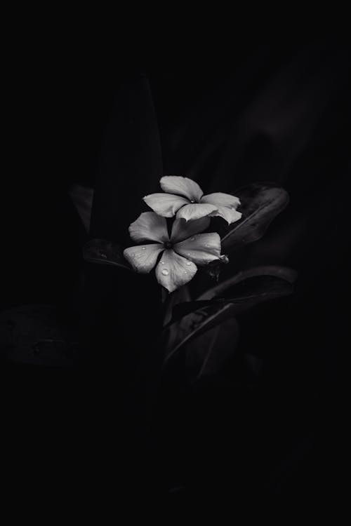 Grayscale Photo of Flower With Black Background