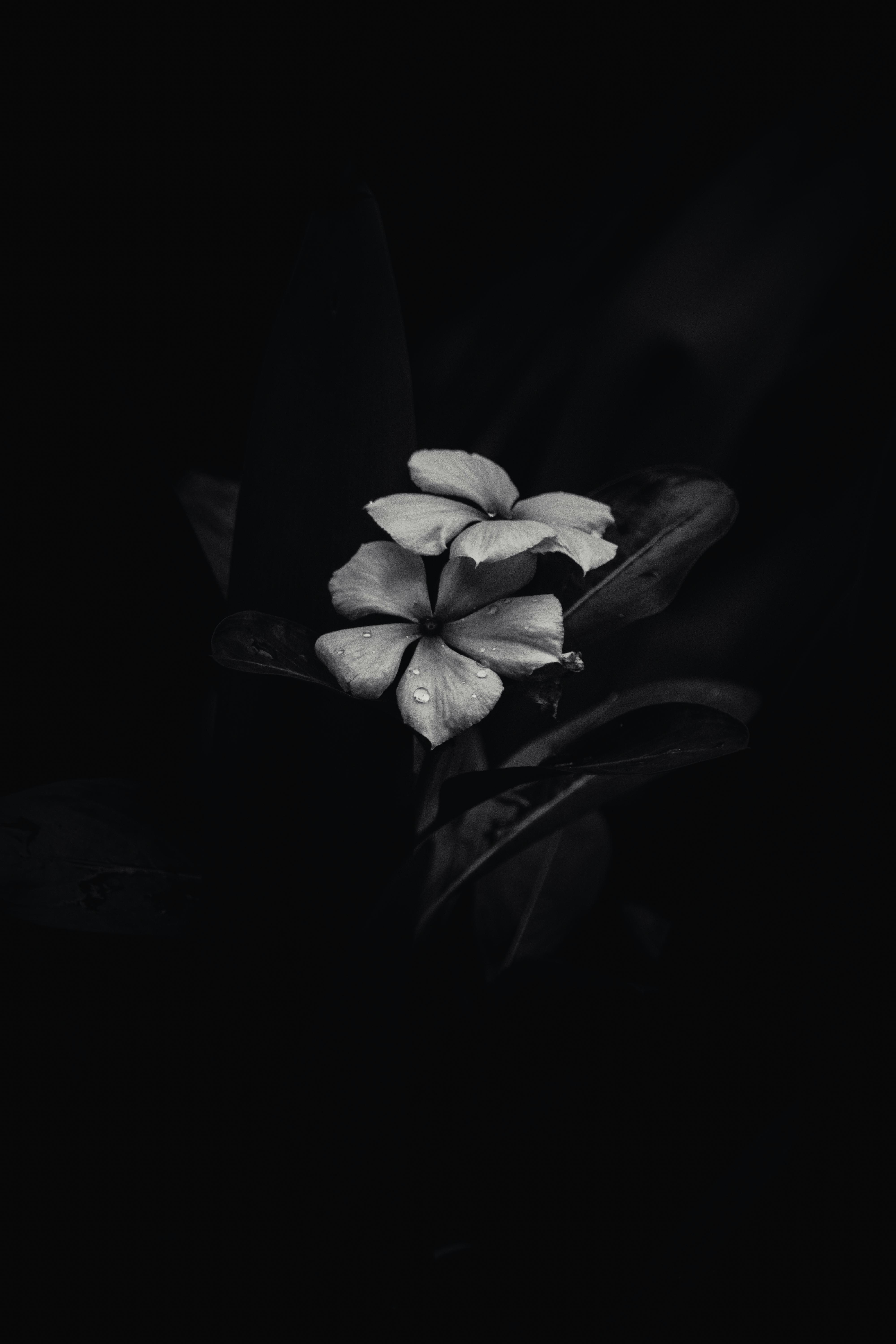 Grayscale Photo of Flower With Black Background · Free Stock Photo