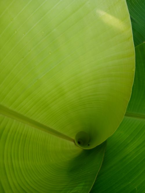 Free Detailed close-up of a spiraled green leaf showing natural patterns and textures. Stock Photo