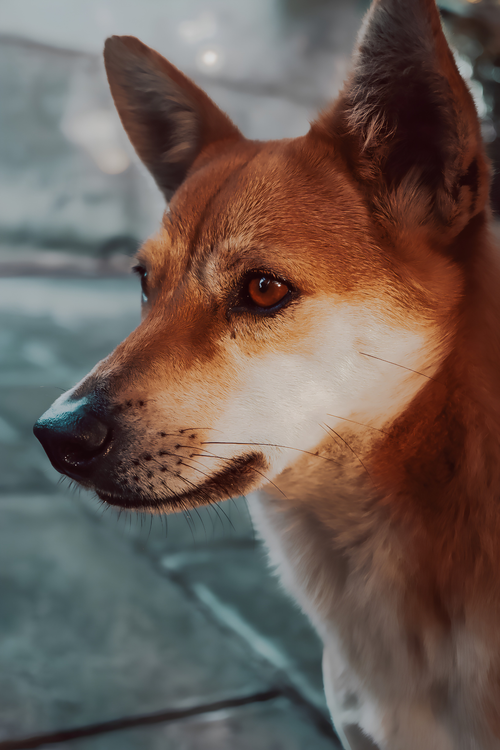 Free A close-up portrait of an alert dog with brown fur and pointed ears, outdoors. Stock Photo
