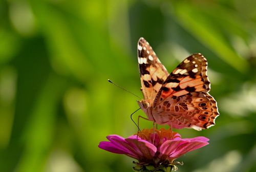Free A vibrant Painted Lady butterfly perched on a pink zinnia bloom in a sunny garden setting. Stock Photo