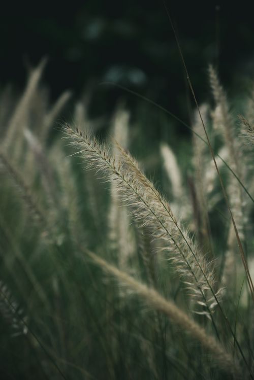Free Close-up of feathery ornamental grass against a dark background. Stock Photo