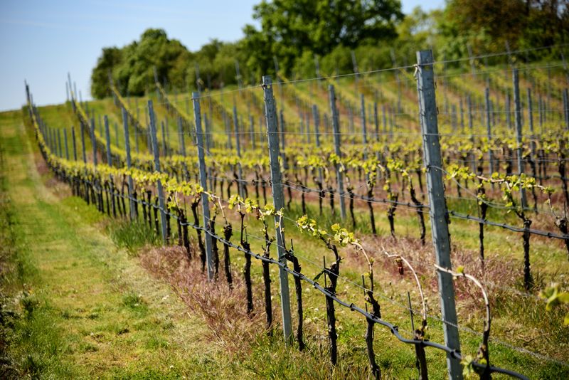 Young vineyard rows in spring