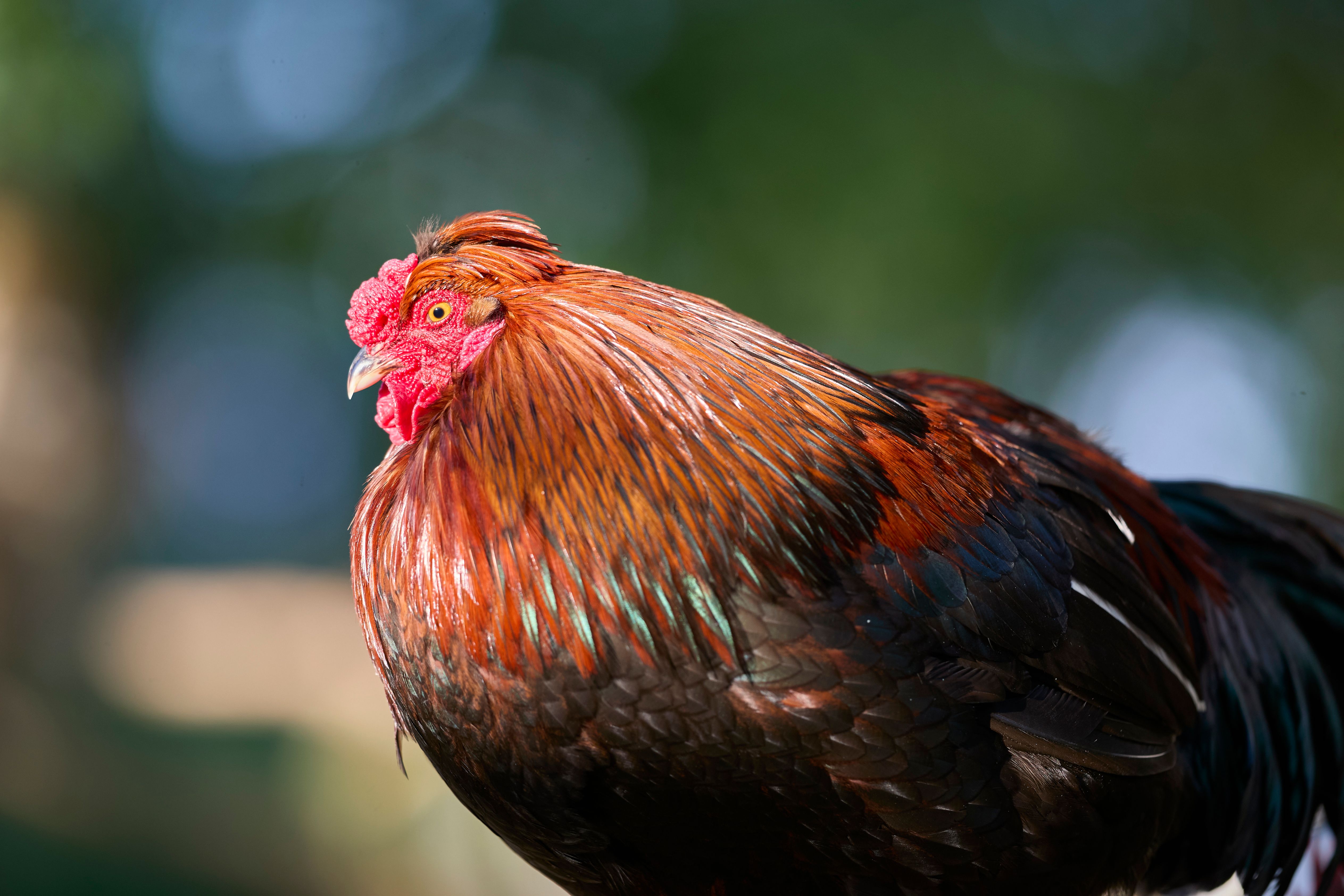 Colorful rooster with vibrant plumage