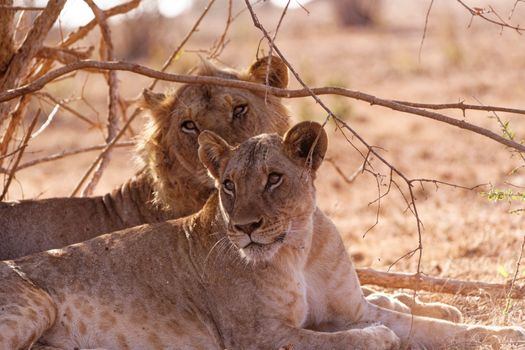 Samburu remote camp game walks — Kenya Safari