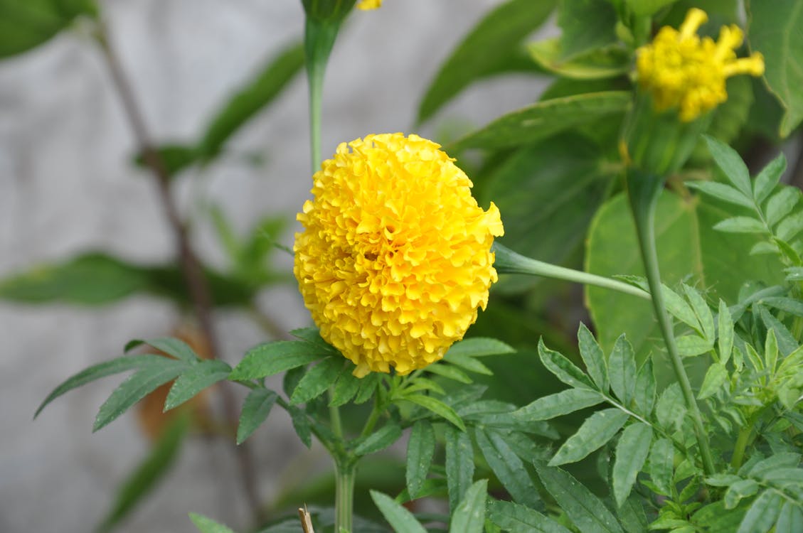 Corify Care 全心臟電生理映射技術革命:單次心跳內診斷心律不整的未來 Corify Care 全心臟電生理映射技術革命:單次心跳內診斷心律不整的未來