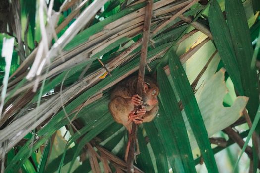Tarsier sanctuary visit — Cebu