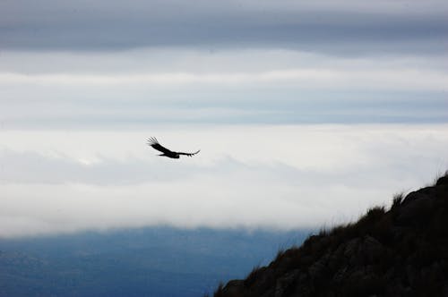 Δωρεάν στοκ φωτογραφιών με αετός, βουνοπλαγιά, ζώα στη φύση