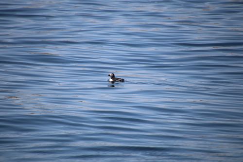 Free A lone Long-tailed Duck floating peacefully on calm ocean waters under a clear blue sky. Stock Photo